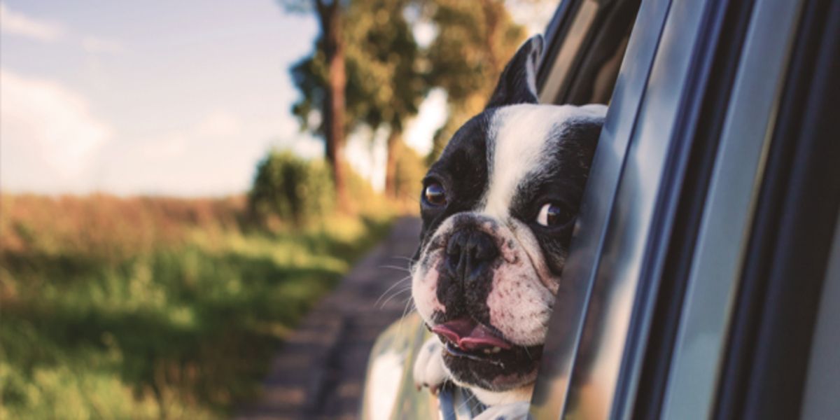 Dog Car Barriers